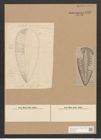 Surirella kurzii Grun. (de-Toni-Nr.: Genus 53, Species 2378) Zeichnungen Sammlung Grunow Nr. 4782 (NHMW-BOT-W0372916)